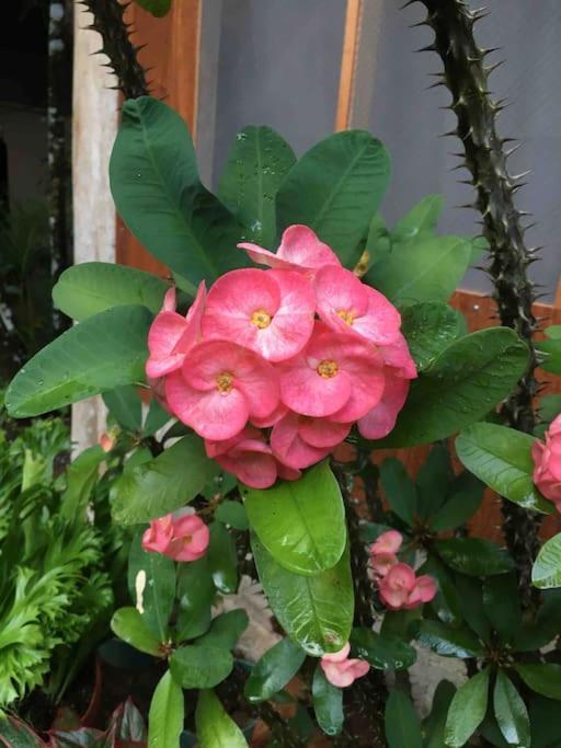 Puerto JiménezCasa Sol公寓 外观 照片